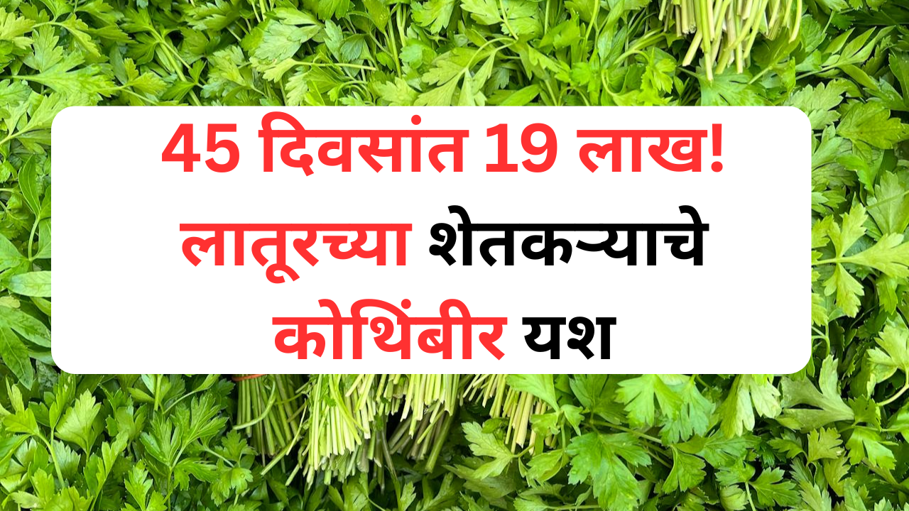 कोथिंबीर शेतीतून 19 लाख कमावलेले लातूरचे शेतकरी