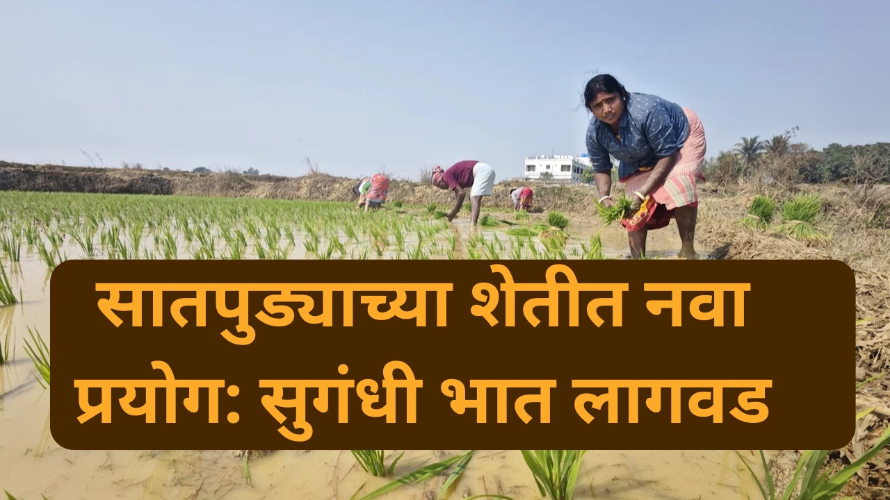 सातपुड्यातील शेतकरी सुगंधित भात लागवड करताना