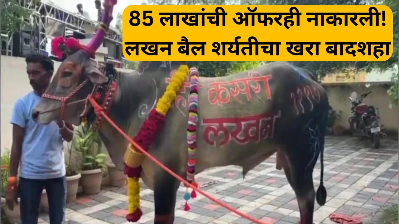 बैलगाडा शर्यतीत गाजलेला लखन बैल आणि त्याचा मालक मनोहर चव्हाण