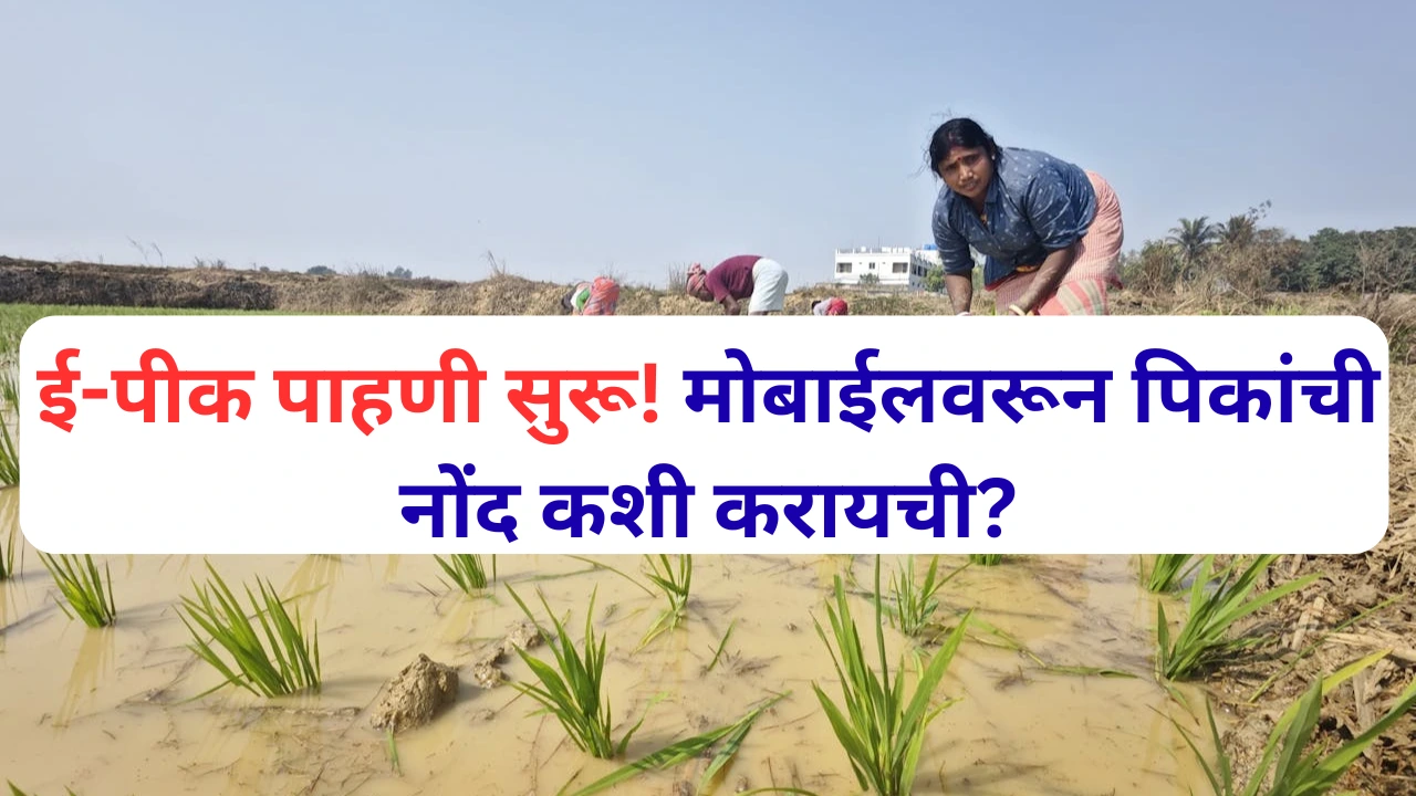 मोबाईल अ‍ॅपवरून शेतकरी पीक नोंदणी करताना