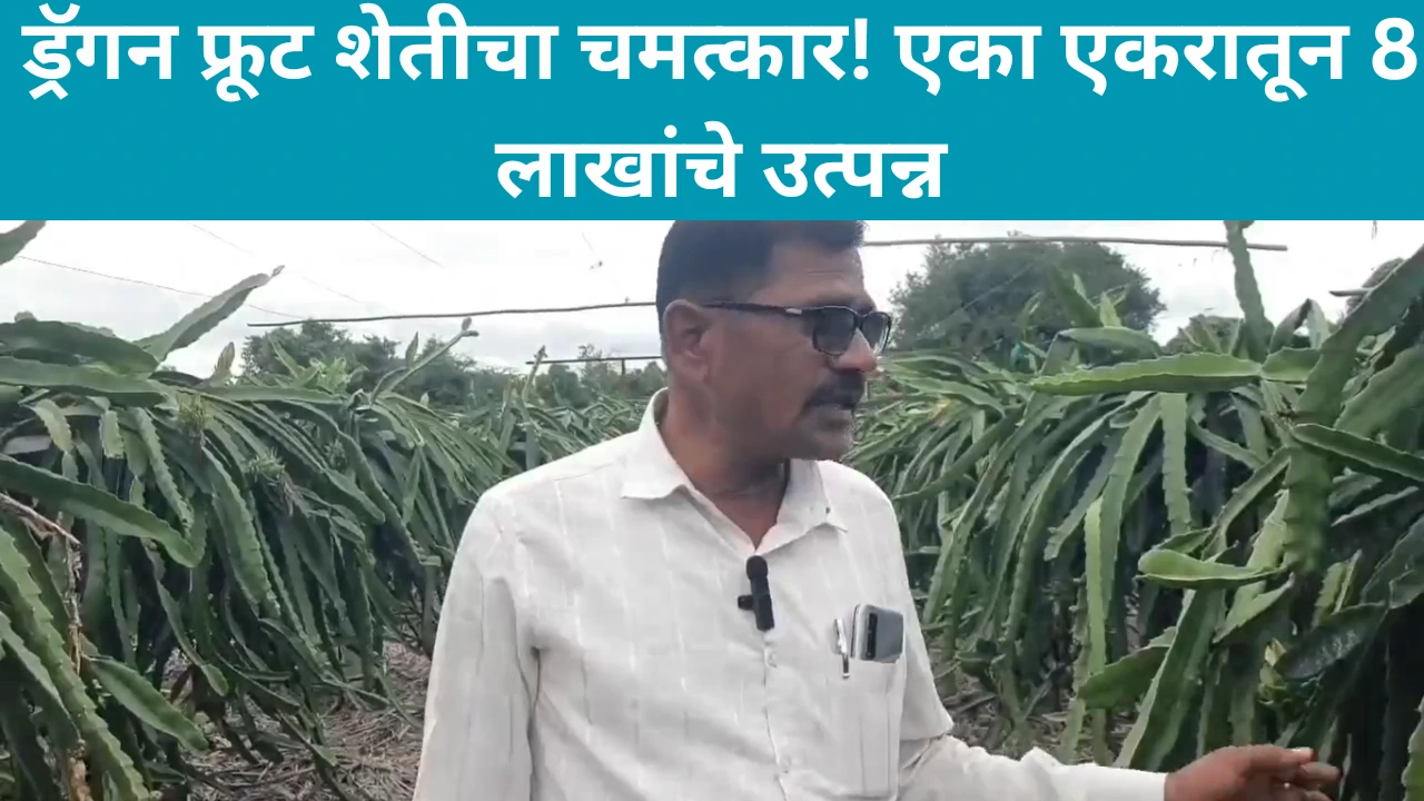सोलापूरच्या शेतकऱ्याची ड्रॅगन फ्रूट शेतीत यशोगाथा