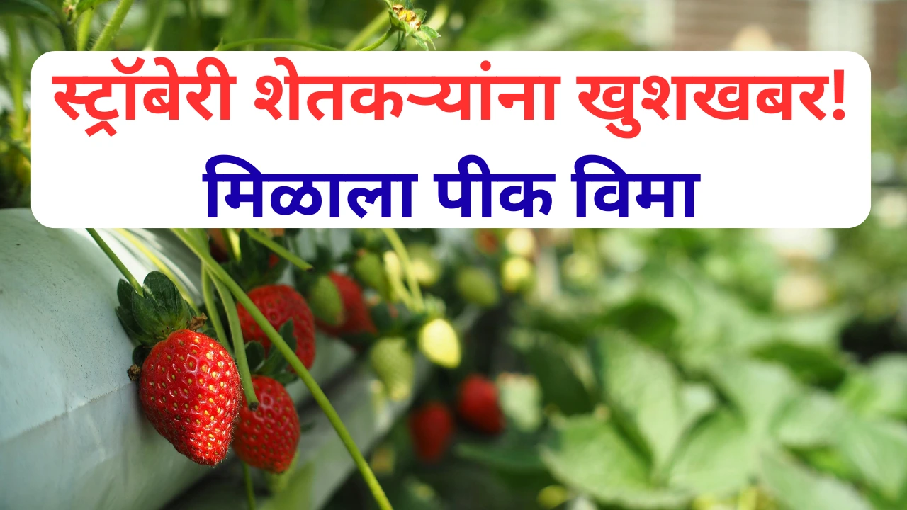 स्ट्रॉबेरी शेतकऱ्यांना मिळाले पीक विमाचे संरक्षण