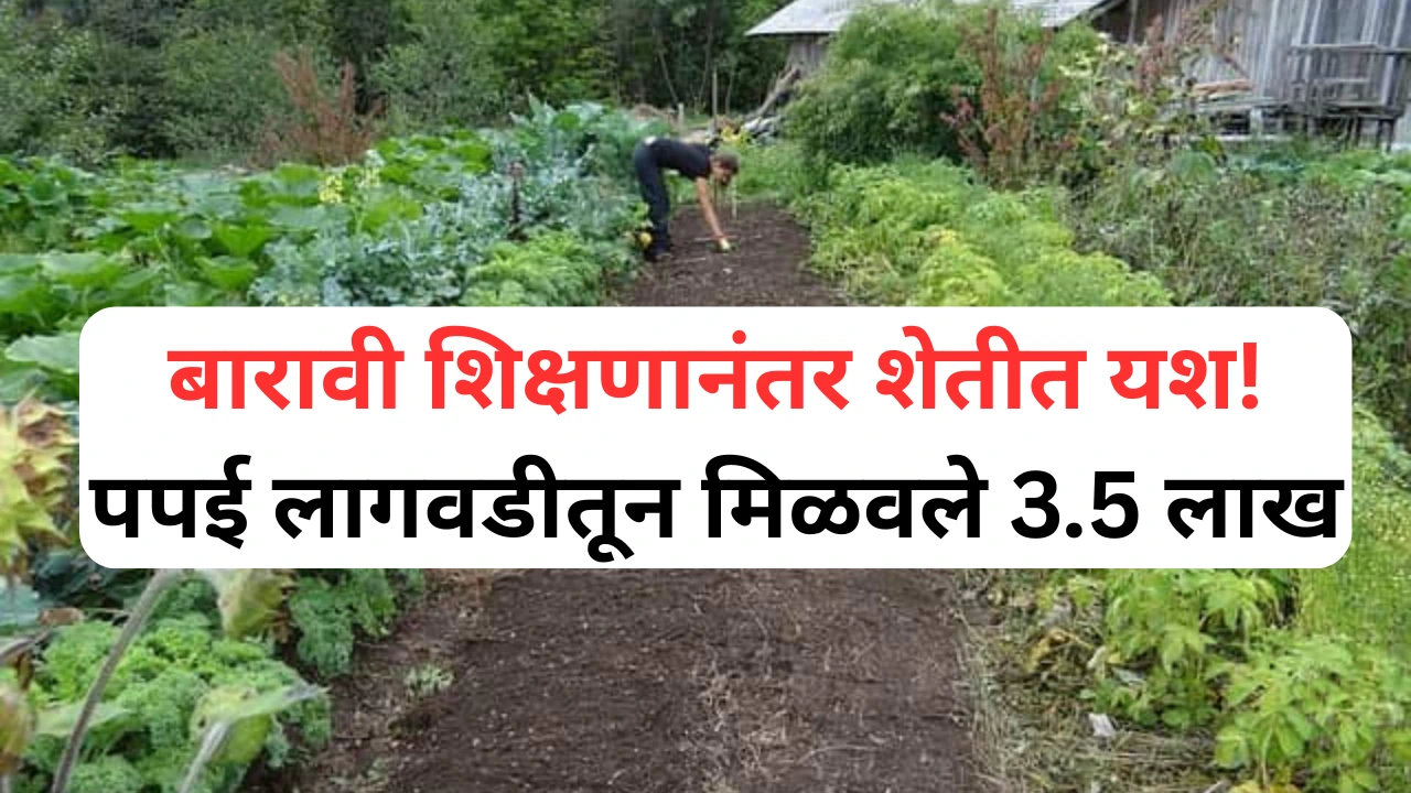 पपई शेतीतून यश मिळवलेला सोलापूरचा तरुण शेतकरी