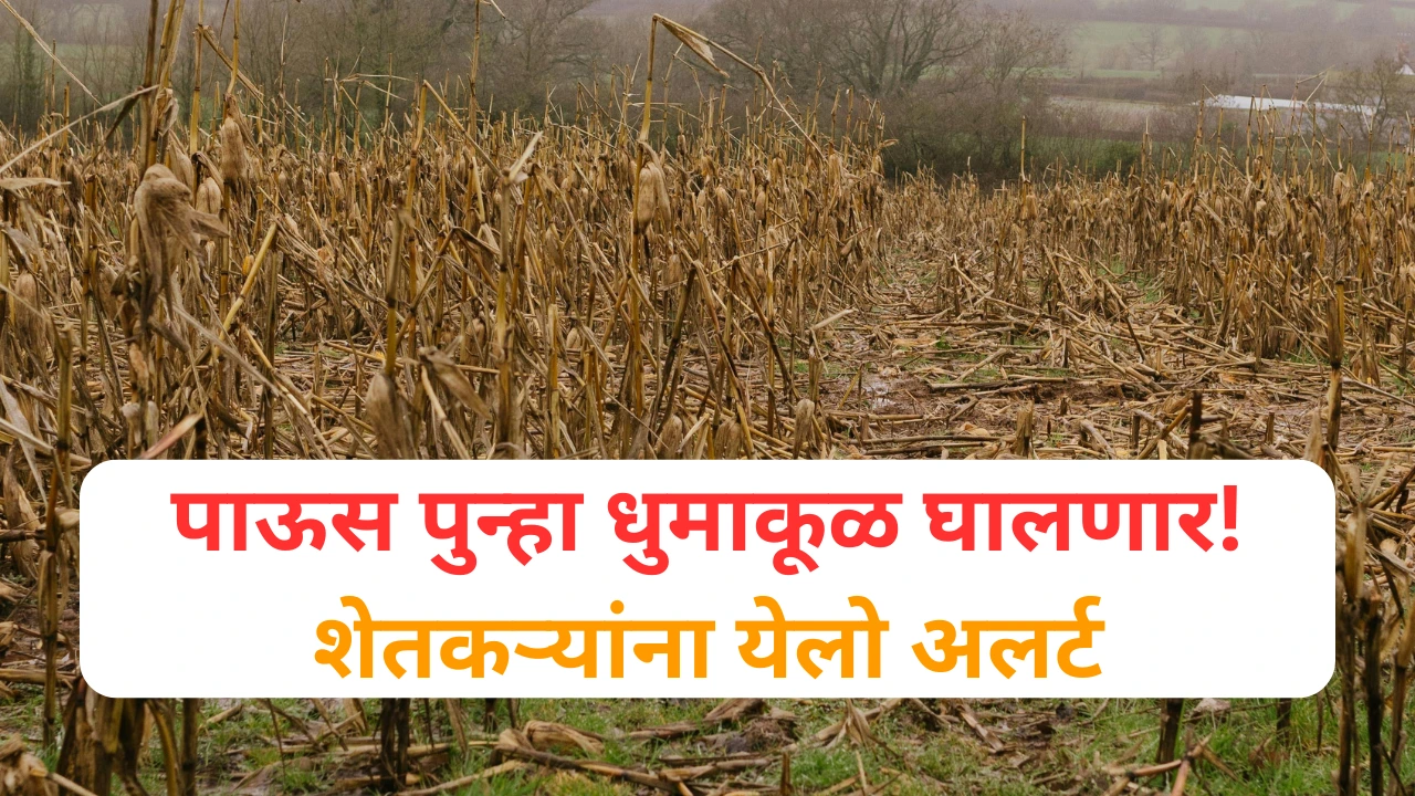 महाराष्ट्रात पावसाचा इशारा, शेतकऱ्यांना सतर्क राहण्याचे आवाहन