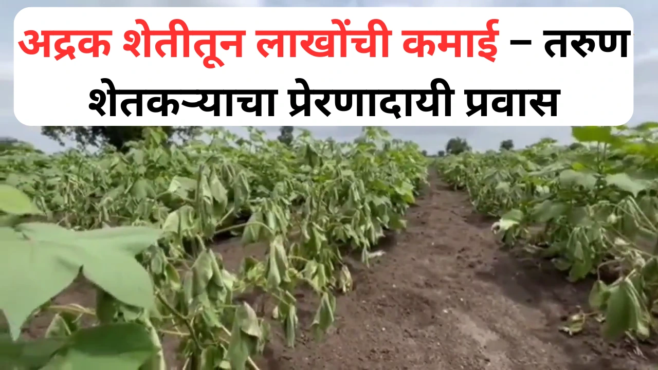 अद्रक शेतीतून लाखोंचा नफा मिळवणारा तरुण शेतकरी