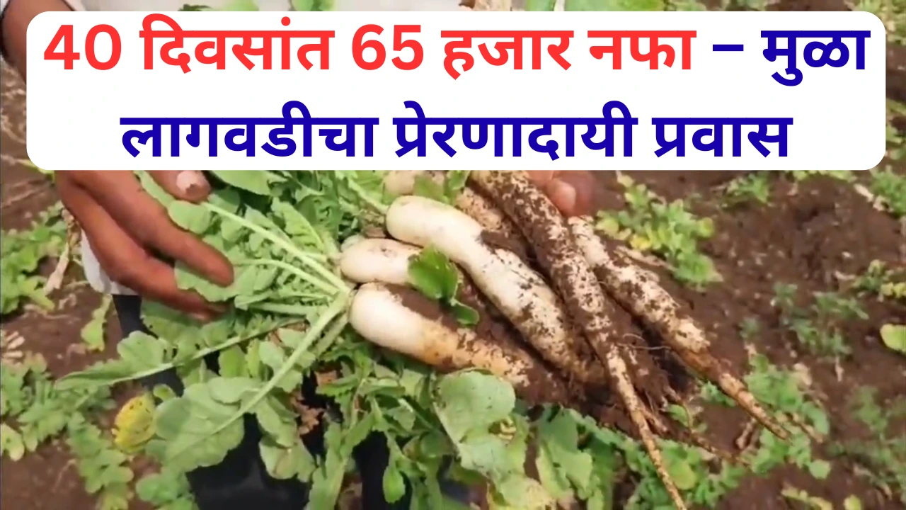 मुळा लागवड करून नफा कमावणारा सोलापूरचा शेतकरी