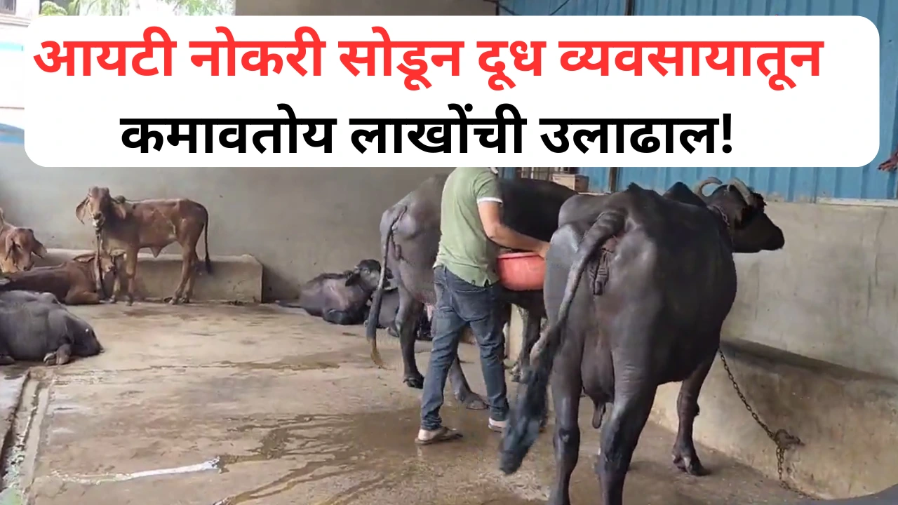 आयटी नोकरी सोडून दुग्ध व्यवसायात उतरलेलं पुण्यातील दाम्पत्य