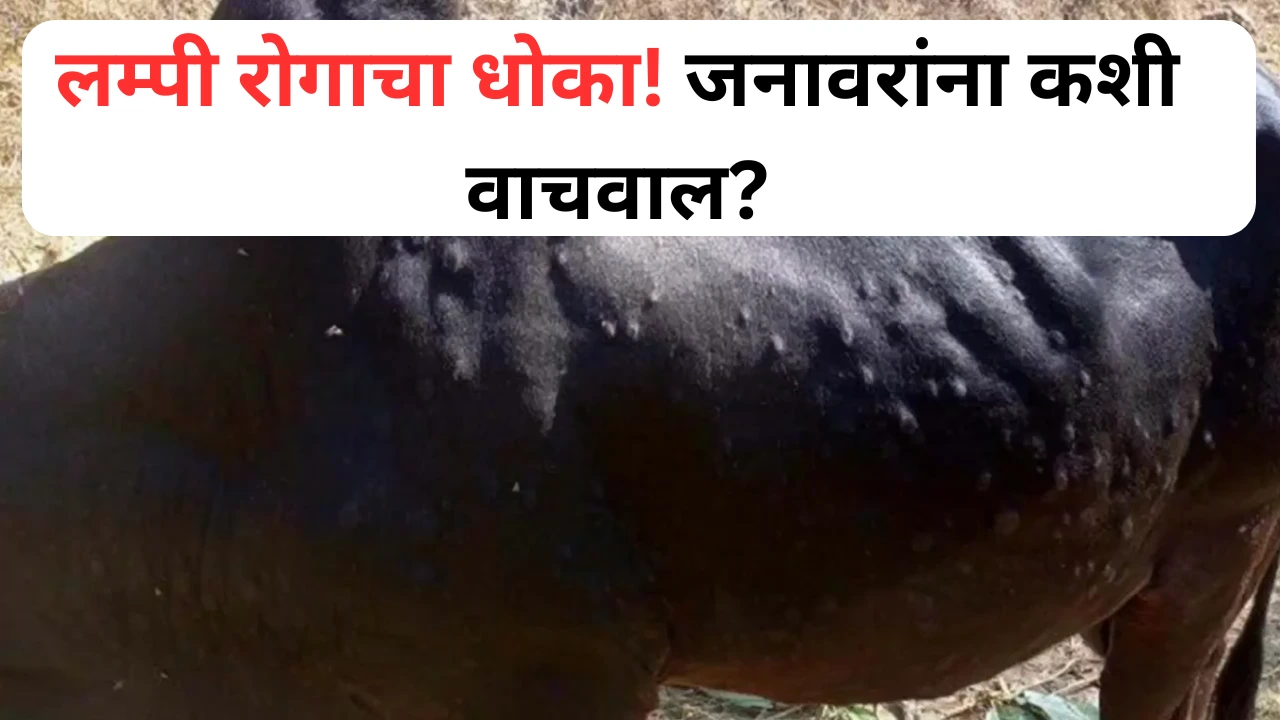 लम्पी रोगापासून जनावरांचे संरक्षण करण्यासाठी पशुवैद्यकांचा सल्ला
