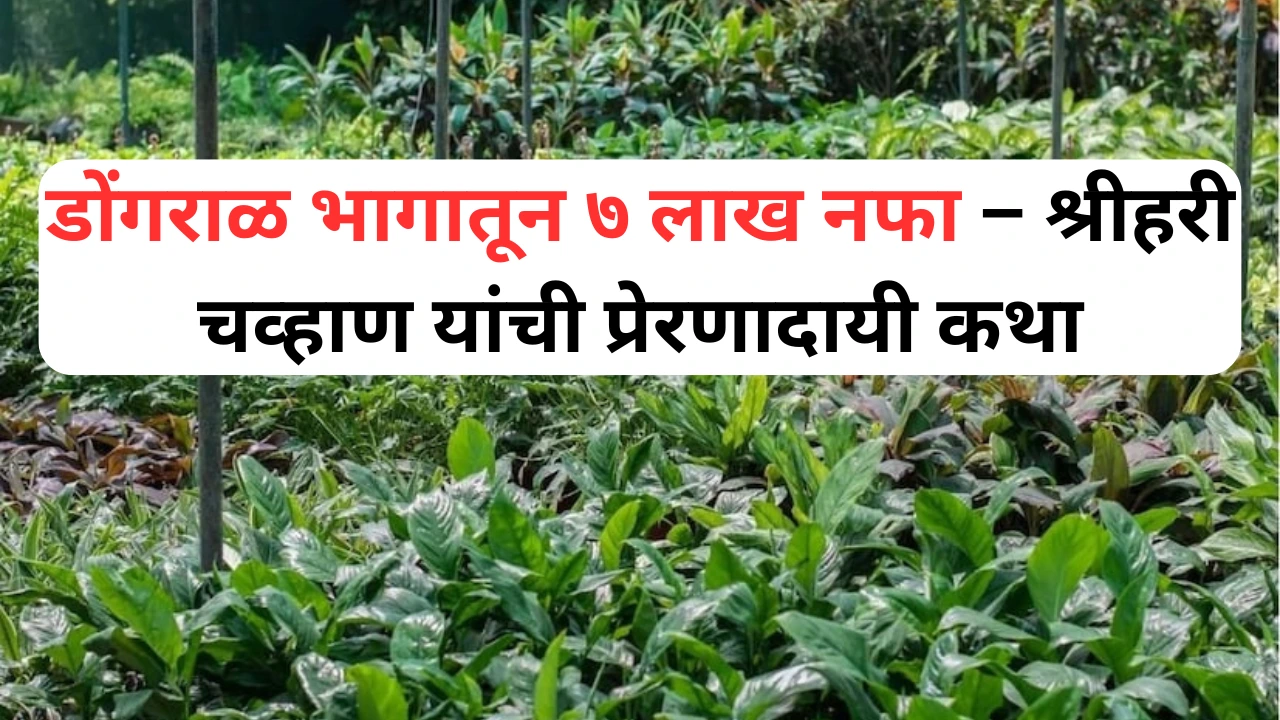 डोंगराळ भागात नर्सरी व्यवसायातून ७ लाख नफा कमावणारे श्रीहरी चव्हाण
