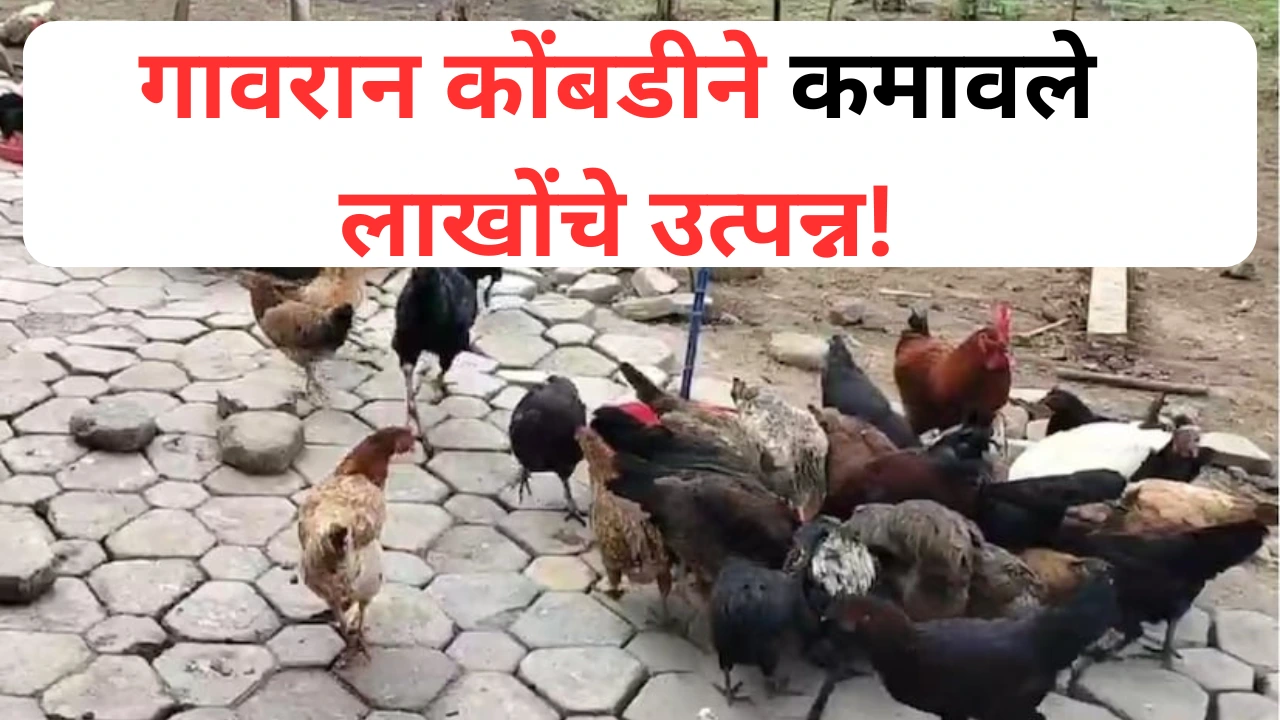 गावरान कोंबडी पालनातून पुण्याच्या शेतकऱ्याची यशोगाथा