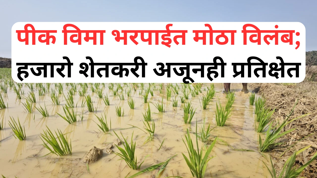 पीक विमा भरपाईसाठी बँकेत वाट पाहणारे शेतकरी