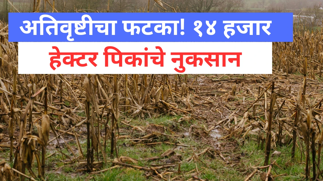 सोलापूरमध्ये अतिवृष्टीमुळे पिकांचे मोठे नुकसान