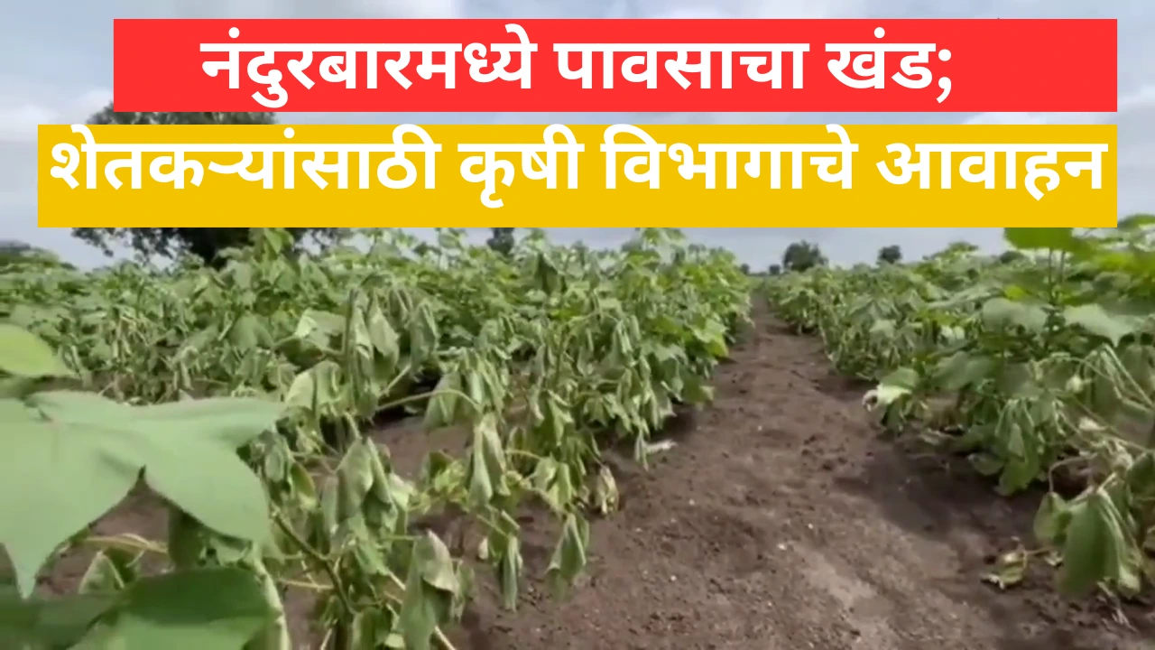 नंदुरबारमध्ये पावसाचा खंड, कृषी विभागाचे शेतकऱ्यांना आवाहन