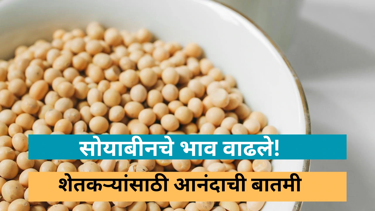 सोयाबीन दरात वाढ – आंतरराष्ट्रीय आणि भारतातील बाजार स्थिती