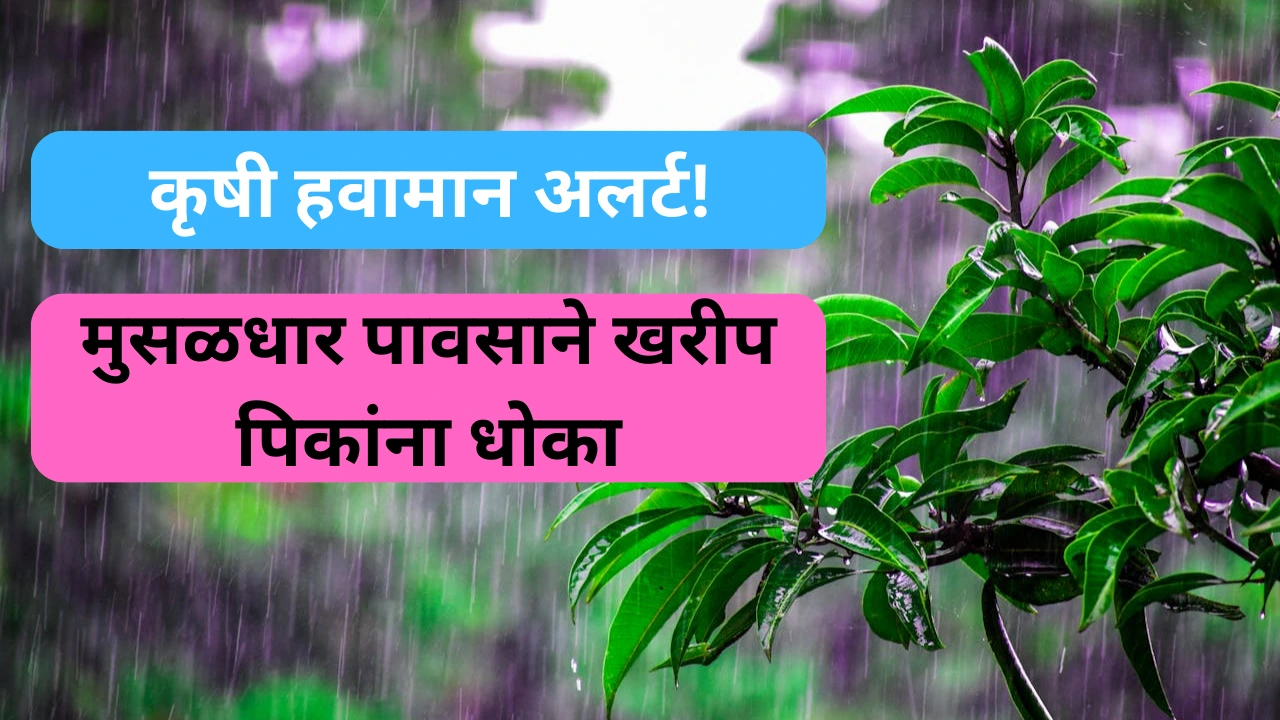 महाराष्ट्रातील कृषी हवामान अंदाज – मुसळधार पावसामुळे खरीप पिकांना धोका