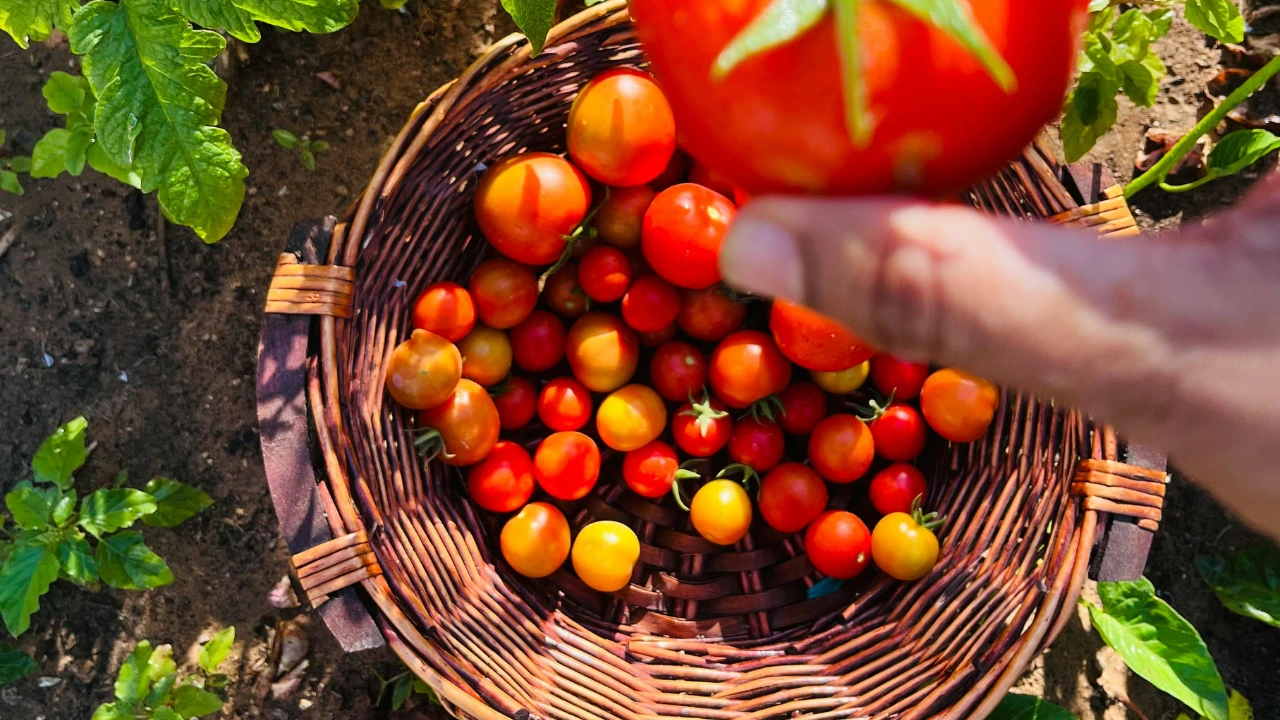टोमॅटो विक्रीसाठी शेतकऱ्यांना दिलेल्या सूचनांची माहिती