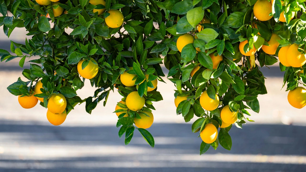 बीडच्या दिव्यांग शेतकऱ्याने 2 हेक्टर लिंबू शेतीतून केलेली 22 लाखांची कमाई